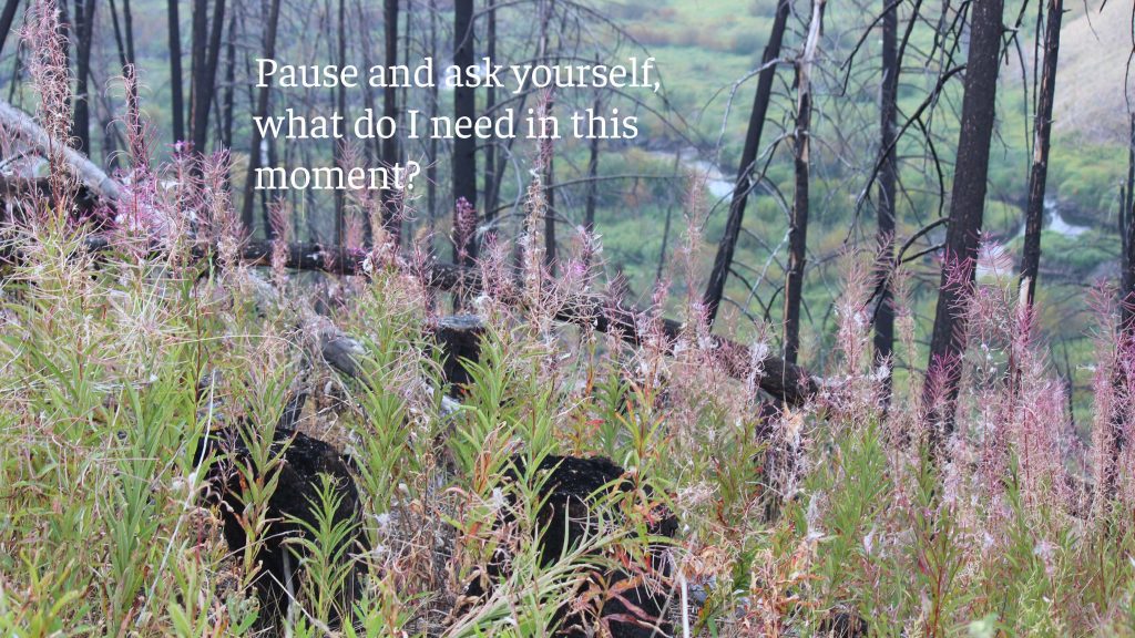 Photography by Sharon K. Summerfield. Field of Fireweed recovering from the fires in 2016.